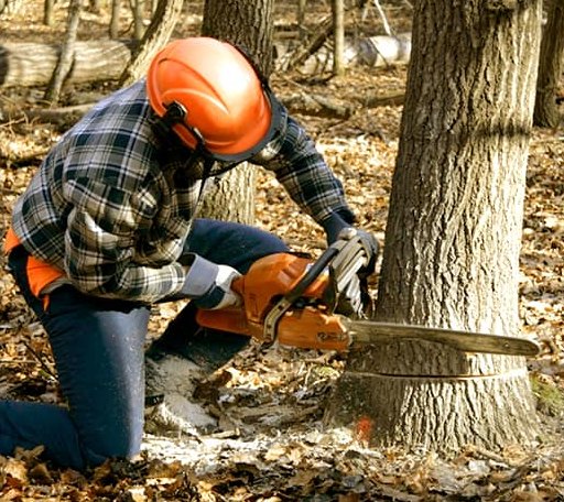 Tree Removal in Cedar Bluff, AL